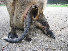 078 Port Douglas Wildlife Habitat